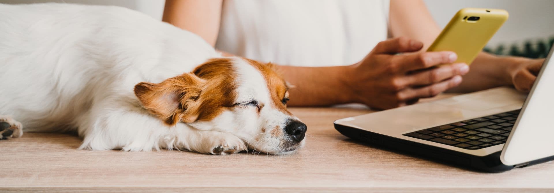 Frau mit Handy und notebook Frau mit Handy und notebook, Hund schläft daneben