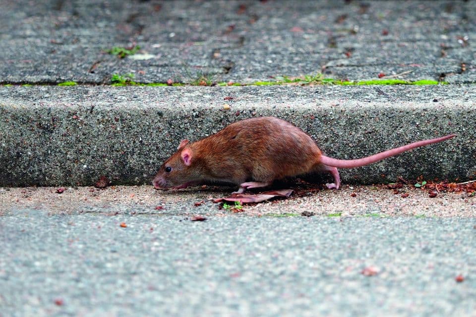 Ratte läuft auf einer Straße Ratte läuft auf einer Straße