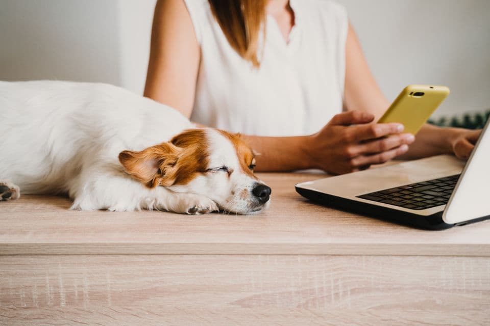 Frau mit Handy und notebook Frau mit Handy und notebook, Hund schläft daneben